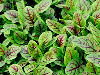 Bloedzuring rumex, 120 stuks — foto 3