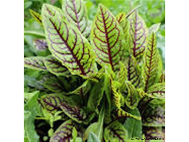 Bloedzuring rumex, 24 stuks — foto 1