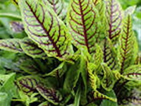 Bloedzuring rumex, 24 stuks