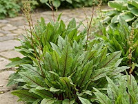 Bloedzuring rumex, 24 stuks — foto 2
