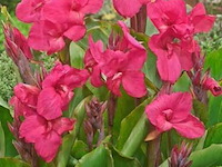 Canna empire, 3 stuks — foto 2