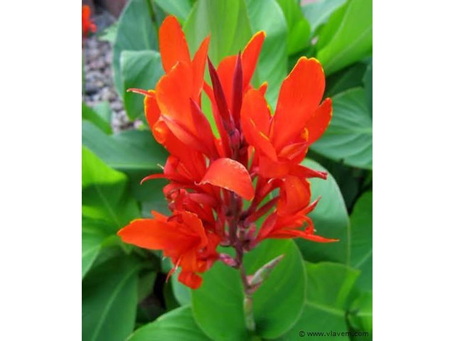 Canna indica, 24 stuks — foto 1