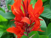 Canna indica, 24 stuks
