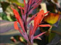 Canna "red wine" 24 stuks