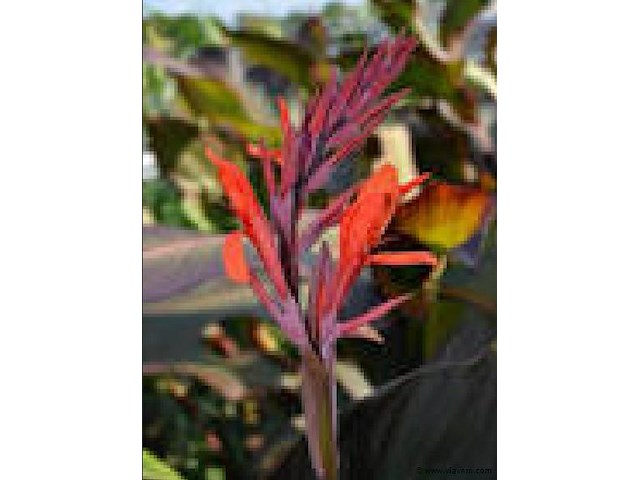 Canna "red wine" 3 stuks — foto 1