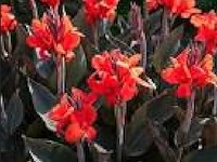 Canna "red wine" 3 stuks — foto 2