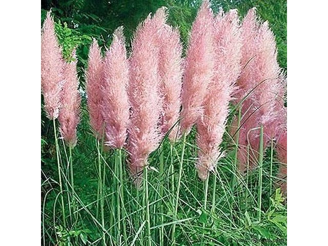 Cortaderia selloana( pampasgras roze) 3 stuks — foto 1