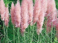 Cortaderia selloana( pampasgras roze) 3 stuks