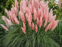 Cortaderia selloana( pampasgras roze) 3 stuks — foto 2