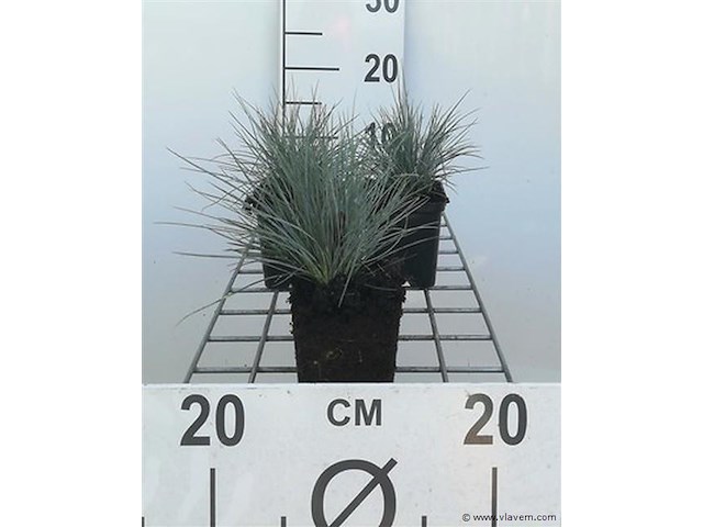 Festuca glauca, 24 stuks - afbeelding 1 van  2