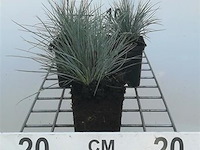 Festuca glauca, 72 stuks