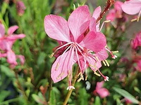 Gaura "compact pink", 24 stuks