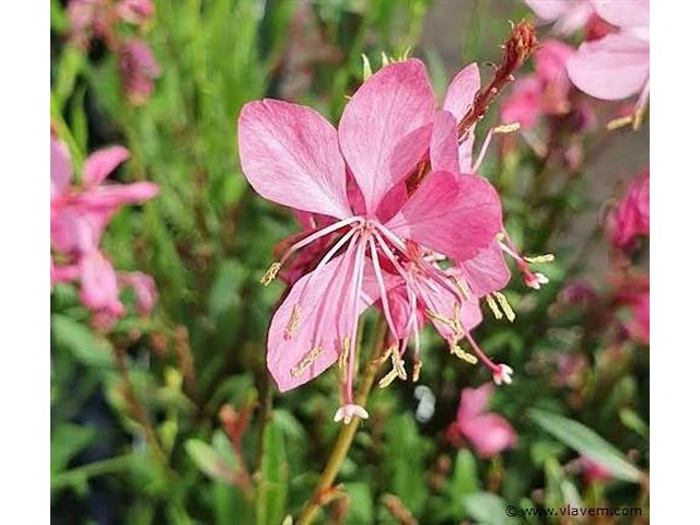 Gaura "compact pink", 24 stuks — foto 1