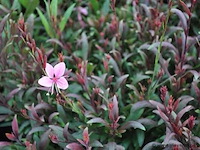Gaura "compact pink", 24 stuks — foto 2