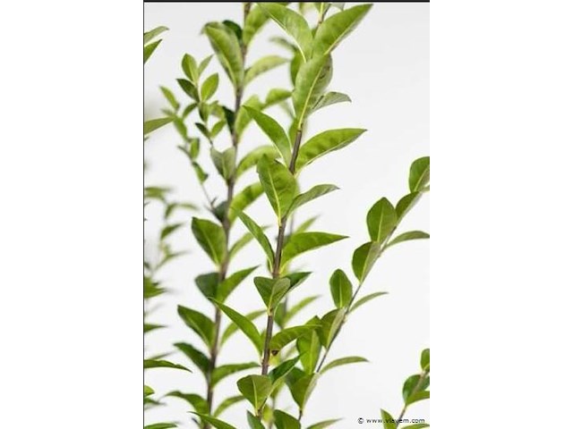 Haagplant ligustrum ovalifolium, 48 stuks — foto 1