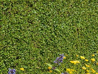 Haagplant ligustrum ovalifolium, 48 stuks — foto 2