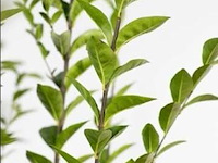 Haagplant ligustrum ovalifolium, 48 stuks