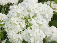 Hortensia "grandiflora", 3 stuks — foto 2