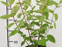Hortensia "grandiflora", 3 stuks