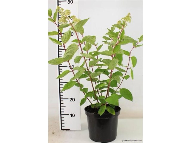 Hortensia "grandiflora", 3 stuks — foto 1