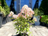 Hortensia "petite star", 3 stuks