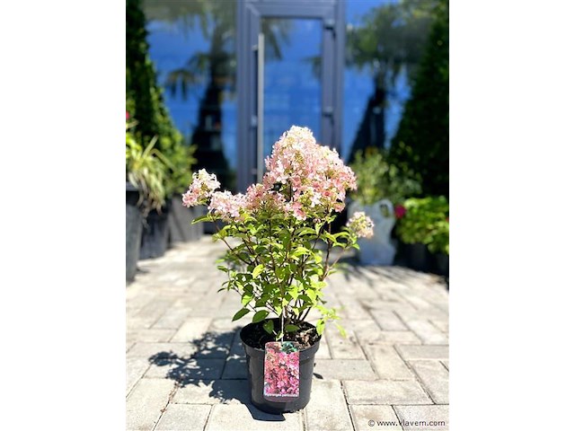 Hortensia "petite star", 3 stuks — foto 1
