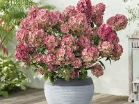 Hortensia "petite star", 3 stuks — foto 2