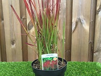 Japans bloedgras (imperata cylindrica 'red baron') 3 stuks
