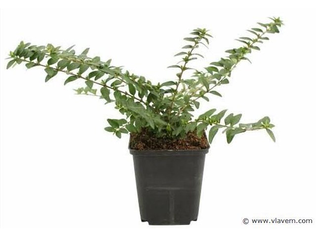 Lonicera nitida "maigruen", 24 stuks — foto 1