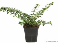 Lonicera nitida "maigruen", 24 stuks