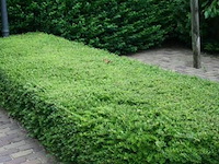 Lonicera nitida "maigruen", 72 stuks — foto 2
