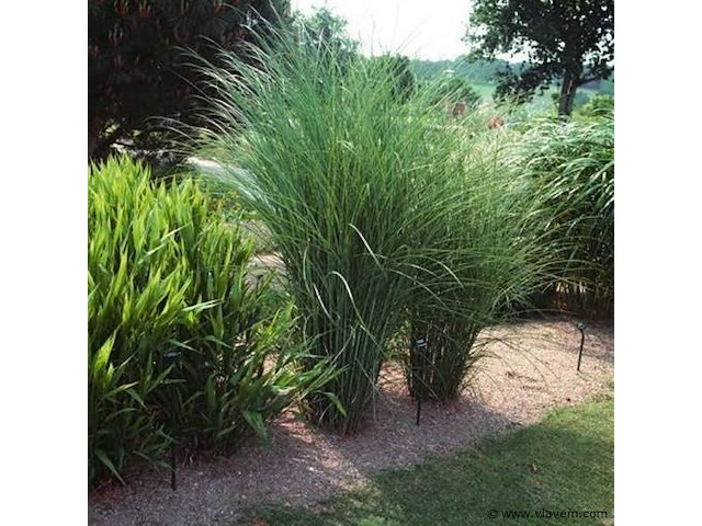 Miscanthus sinensis gracimillus, 3 stuks — foto 1