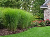 Miscanthus sinensis gracimillus, 3 stuks — foto 2
