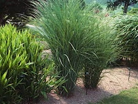 Miscanthus sinensis gracimillus, 3 stuks
