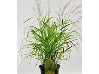 Panicum virgatum rotstrahlbusch, 3 stuks