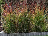 Panicum virgatum rotstrahlbusch, 3 stuks — foto 2