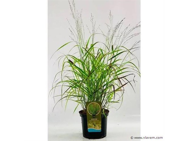 Panicum virgatum rotstrahlbusch, 3 stuks — foto 1