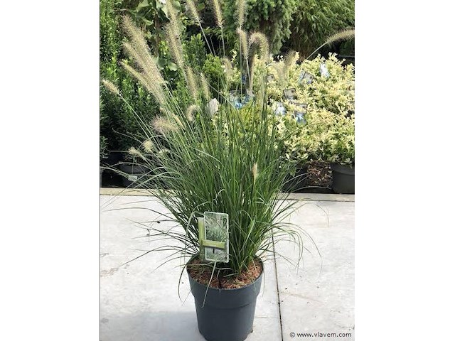 Pennisetum alopecuroides, 18 stuks — foto 1