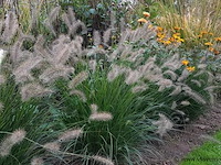 Pennisetum alopecuroides, 18 stuks — foto 2