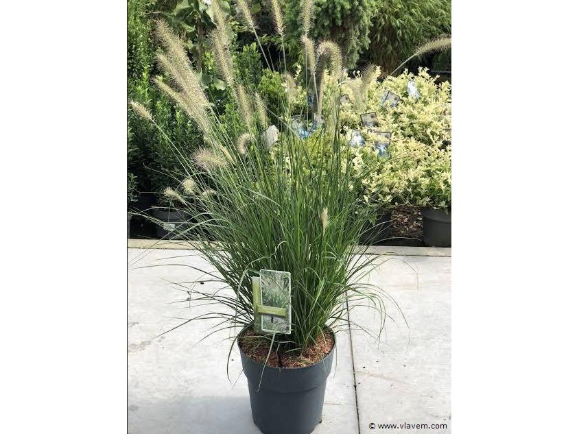 Partij kwaliteitsplanten en siergrassen, wo. festuca, miscanthus, hortensia, canna empire, brandhout enz.