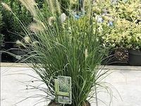 Partij kwaliteitsplanten en siergrassen, wo. festuca, miscanthus, hortensia, canna empire, brandhout enz.