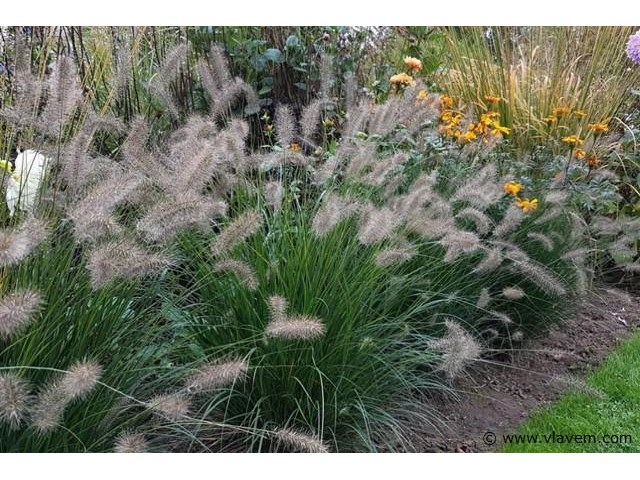 Pennisetum alopecuroides, 72 stuks - afbeelding 2 van  2