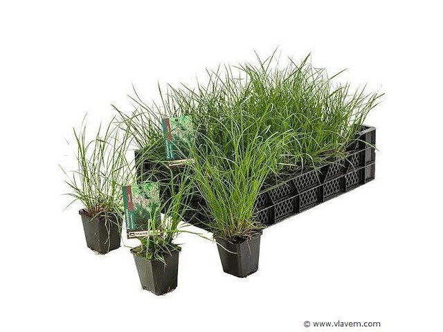 Pennisetum alopecuroides, 72 stuks - afbeelding 1 van  2