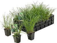 Pennisetum hameln, 24 stuks
