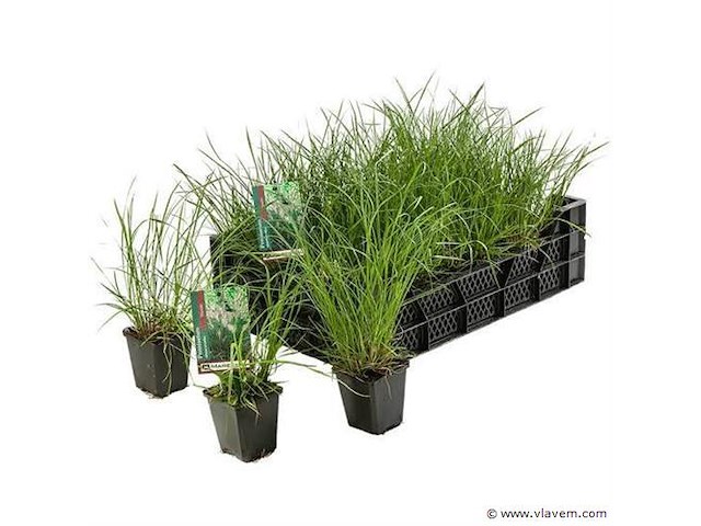 Pennisetum hameln, 72 stuks — foto 1