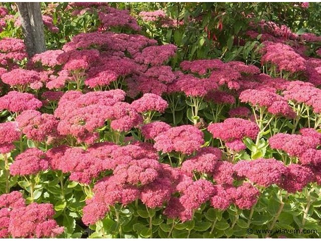 Sedum herbstfreude, 24 stuks — foto 1