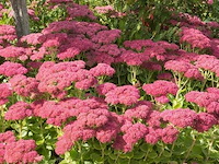 Sedum herbstfreude, 24 stuks