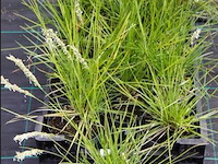 Sesleria autumnalis, 18 stuks