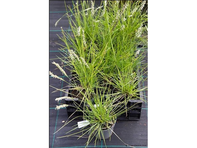Sesleria autumnalis, 18 stuks — foto 1