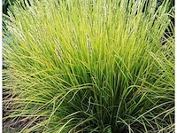Sesleria autumnalis, 24 stuks